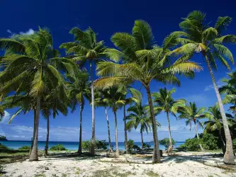 Palms