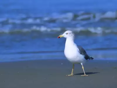 Birds