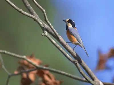 Birds