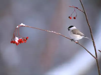 Birds