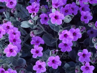 Beautiful Flowers