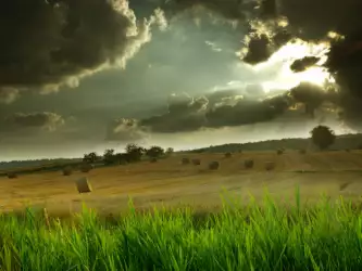 Nature Meadow Field