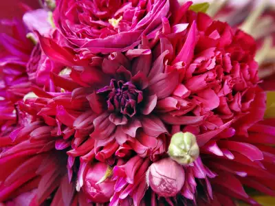 Beautiful Flowers