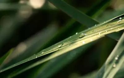 Green Leaf