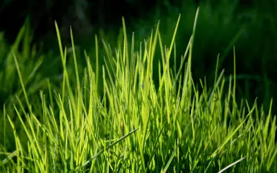 Grass