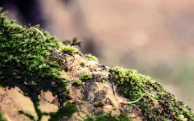 Grass