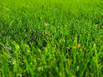 Grass