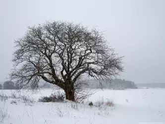 Winter And Snow Scenes