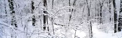 Winter Snow Nature023