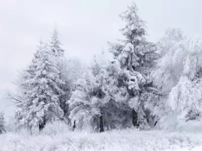 Winter Snow Nature048