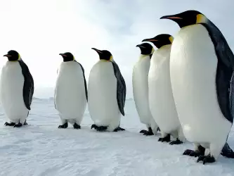 Penguins