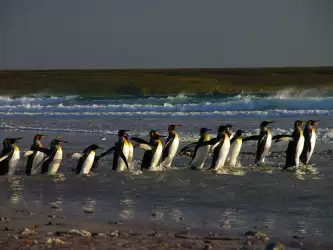 Penguins