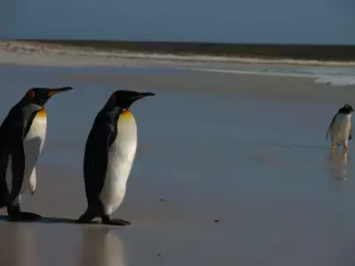 Penguins