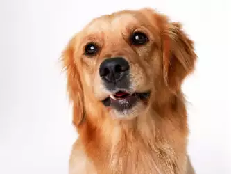 Animal Dog