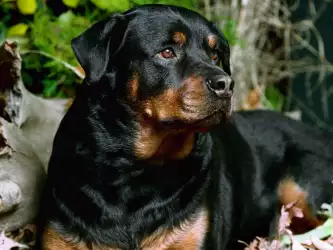 Animal Dog