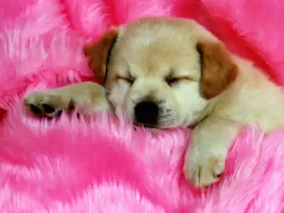 Animal Dog