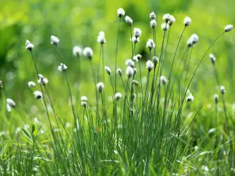 Grass Nature