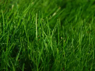 Grass Nature