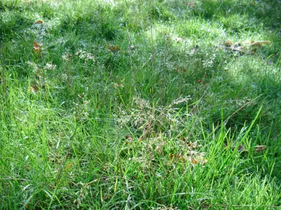 Grass Nature