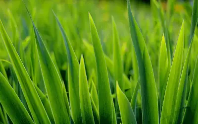 Grass Nature