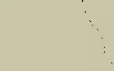 Ants