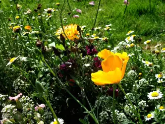 Flowers On Meadow Fields