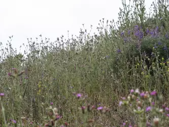 Flowers On Meadow Fields