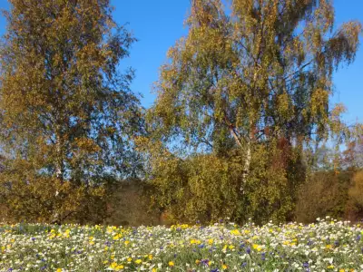 Flowers On Meadow Fields
