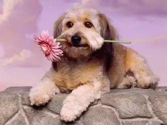 Adorable Dog with Flower Wallpaper