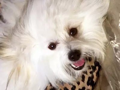 Baby, Coton D Tulear