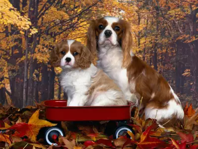 Cavalier King Charles Spaniel Mom And Pup