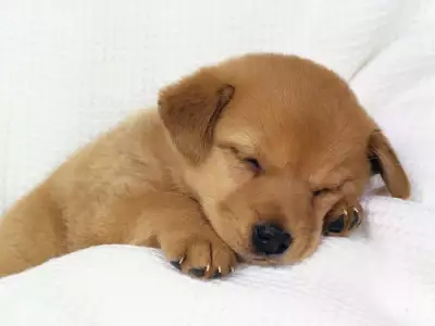 DogTired