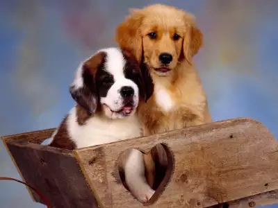 It Takes Two, St Bernard And Golden Retriever