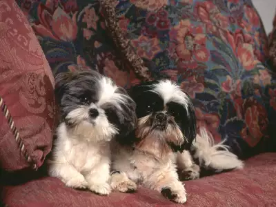 Sarah Michelle, Shih Tzus