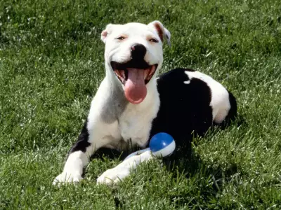 Satisfied, American Pit Bull Terrier