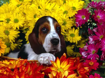 Spring Scents, Basset Hound
