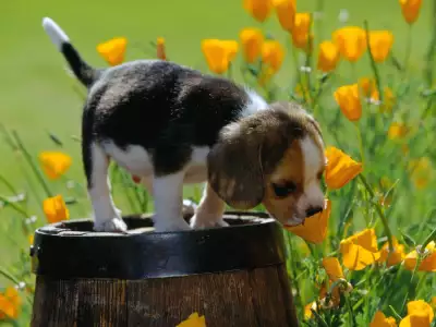Spring Scents, Beagle Puppy