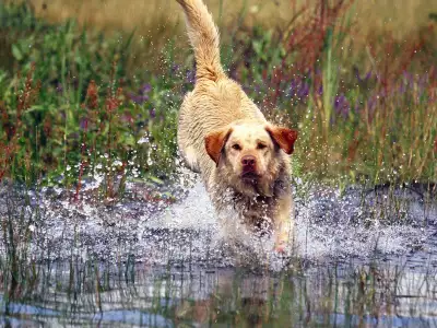 YellowLabrador