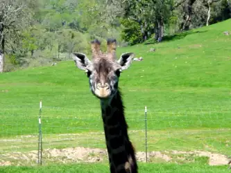 Giraffe