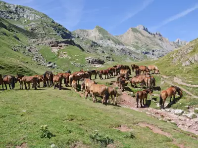 Summer And Nature Scenery