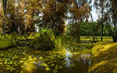 Nature And Summer Time