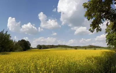 Nature And Summer Time