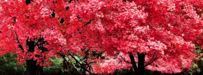 Autumn Nature Facebook Covers