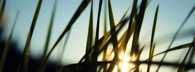 Grass Nature For Facebook Covers
