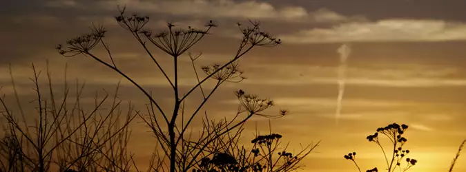 Grass Nature For Facebook Covers