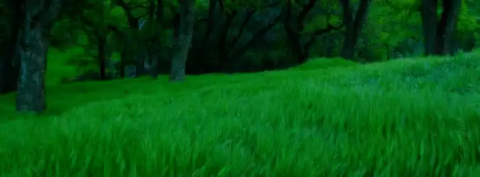 Grass Nature For Facebook Covers