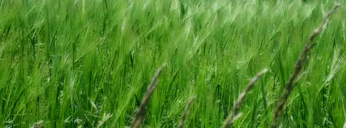Grass Nature For Facebook Covers