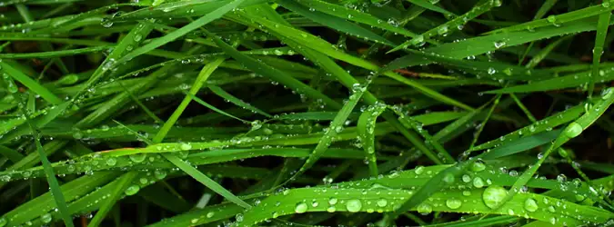 Grass Nature For Facebook Covers