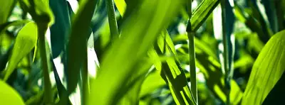 Grass Nature For Facebook Covers