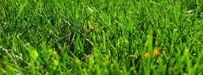 Grass Nature For Facebook Covers